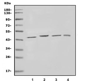 Western blot testing of 1) rat brain, 2) mouse brain, 3) mouse kidney and 4) monkey kidney lysate with KCNJ1 antibody. Predicted molecular weight: ~45 kDa.