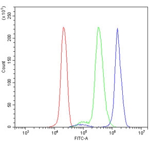 Flow cytometry testing of human U937 cells with BHMT antibody at 1ug/million cells (blocked with goat sera); Red=cells alone, Green=isotype control, Blue= BHMT antibody.