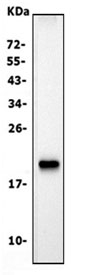 Western blot testing of mouse small intestine lysate with Cldn7 antibody. Predicted molecular weight ~22 kDa.