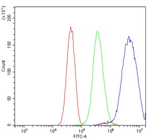 Flow cytometry testing of human U-251 cells with HOXC8 antibody at 1ug/million cells (blocked with goat sera); Red=cells alone, Green=isotype control, Blue= HOXC8 antibody.