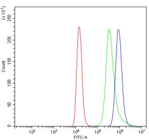 Flow cytometry testing of human Raji cells with Interleukin 37 antibody at 1ug/million cells (blocked with goat sera); Red=cells alone, Green=isotype control, Blue= Interleukin 37 antibody.