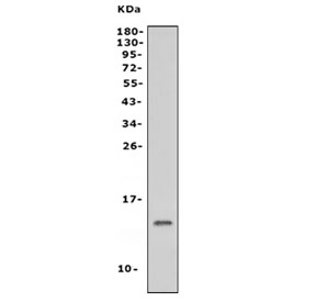 Western blot testing of mouse brain tissue lysate with NDUFB3 antibody. Predicted molecular weight: 12-14 kDa.