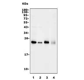 Western blot testing of 1) human HeLa, 2) human A549, 3) rat brain and 4) mouse brain lysate with RhoF antibody. Predicted molecular weight ~23 kDa.