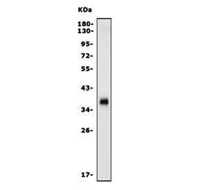 Western blot testing of mouse thymus with Programmed death ligand 1 antibody. Predicted molecular weight: 34-70 kDa depending on glycosylation level.