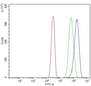 Flow cytometry testing of human SiHa cells with SEC23B antibody at 1ug/million cells (blocked with goat sera); Red=cells alone, Green=isotype control, Blue= SEC23B antibody.