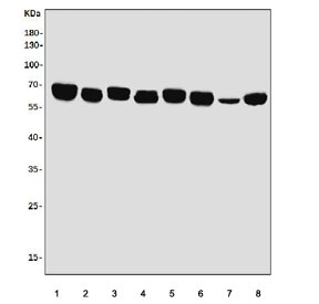 Western blot testing of rat 1) heart, 2) brain, 3) kidney, 4) liver and mouse 5) heart, 6) brain, 7) kidney and 8) liver lysate with EHD3 antibody. Predicted molecular weight ~61 kDa.