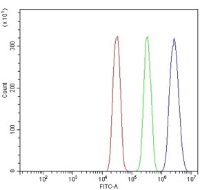 Flow cytometry testing of human SiHa cells with FOXN1 antibody at 1ug/million cells (blocked with goat sera); Red=cells alone, Green=isotype control, Blue= FOXN1 antibody.