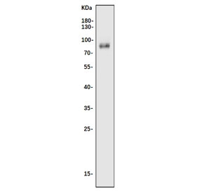 Western blot testing of mouse NIH 3T3 cell lysate with Nfe2l3 antibody. Predicted molecular weight ~73 kDa.