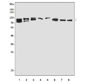 Western blot testing of human 1) HEK293, 2) Raji, 3) A549, 4) Caco-2, 5) T-47D, 6) rat spleen, 7) rat lung and 8) mouse lung tissue lysate with ABIN-1 antibody. Expected molecular weight: 72-85 kDa.