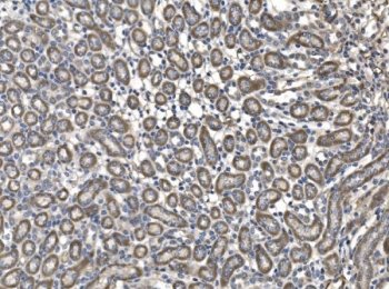 IHC staining of FFPE mouse kidney tissue with Milk fat globule 1 antibody. HIER: boil tissue sections in pH8 EDTA for 20 min and allow to cool before testing.