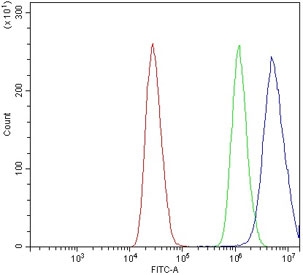 Flow cytometry testing of human MCF7 cells with ZIC3 antibody at 1ug/million cells (blocked with goat sera); Red=cells alone, Green=isotype control, Blue= ZIC3 antibody.