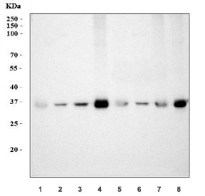 Western blot testing of 1) rat heart, 2) rat brain, 3) rat lung, 4) mouse heart, 5) mouse brain, 6) mouse lung, 7) rat RH35 and 8) mouse HEPA1-6 cell lysate with PPIE antibody. Predicted molecular weight ~33 kDa.