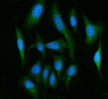 Immunofluorescent staining of FFPE human U-2 OS cells with Fatty-acid amide hydrolase 1 antibody (green) and DAPI nuclear stain (blue). HIER: steam section in pH6 citrate buffer for 20 min.