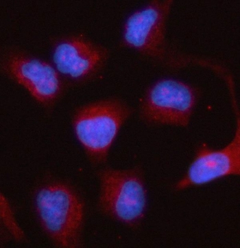 Immunofluorescent staining of FFPE human HeLa cells with Prostaglandin E synthase 2 antibody (red) and DAPI nuclear stain (blue). HIER: steam section in pH6 citrate buffer for 20 min.
