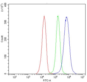 Flow cytometry testing of human Jurkat cells with RBM41 antibody at 1ug/million cells (blocked with goat sera); Red=cells alone, Green=isotype control, Blue= RBM41 antibody.