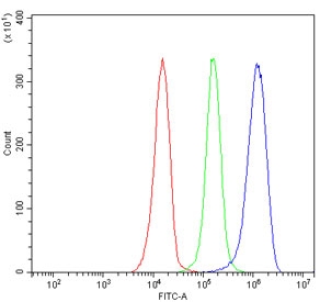 Flow cytometry testing of human JK-1 cells with UBAP2 antibody at 1ug/million cells (blocked with goat sera); Red=cells alone, Green=isotype control, Blue= UBAP2 antibody.