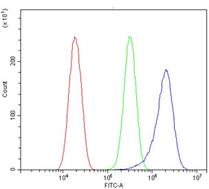 Flow cytometry testing of human HeLa cells with FLNB antibody at 1ug/million cells (blocked with goat sera); Red=cells alone, Green=isotype control, Blue= FLNB antibody.