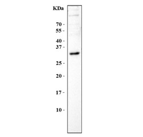 Western blot testing of mouse NIH 3T3 cell lysate with BPIFA1 antibody. Predicted molecular weight: 25-27 kDa.