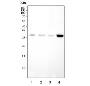 Western blot testing of 1) rat liver, 2) rat kidney, 3) mouse liver and 4) mouse kidney tissue lysate with Connexin 26 antibody. Predicted molecular weight: ~26 kDa.