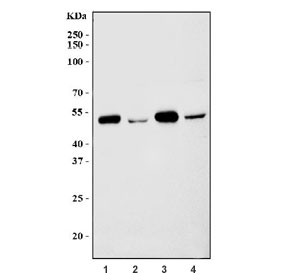 Western blot testing of 1) rat heart, 2) rat brain, 3) mouse heart and 4) mouse brain tissue lysate with Histone Deacetylase 8 antibody. Expected molecular weight: 42-46 kDa.