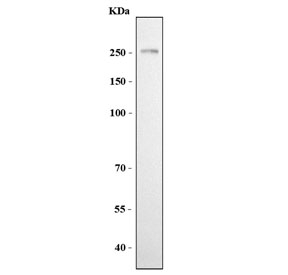 Western blot testing of human HeLa cell lysate with NCAM-L1 antibody. Expected molecular weight of glycosylated protein is 200-240 kDa.