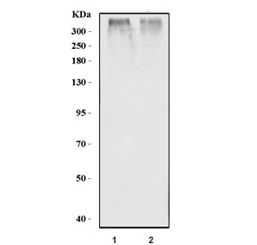 Western blot testing of 1) rat heart and 2) mouse heart tissue lysate with RYR2 antibody. Predicted molecular weight ~565 kDa.