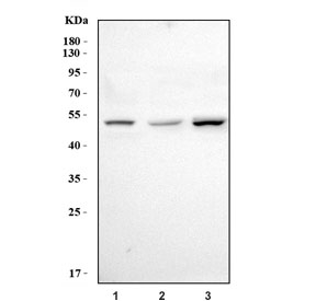 Western blot testing of 1) rat thymus, 2) mouse spleen and 3) mouse thymus tissue lysate with Foxp3 antibody. Predicted molecular weight ~47 kDa.