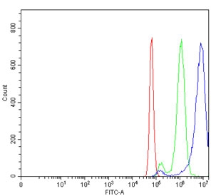 Flow cytometry testing of mouse Neuro-2a cells with ROR beta antibody at 1ug/million cells (blocked with goat sera); Red=cells alone, Green=isotype control, Blue= ROR beta antibody.