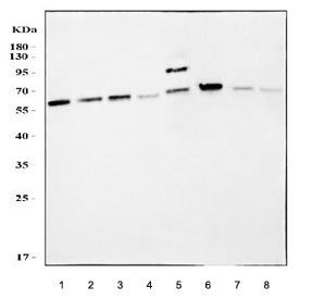 Western blot testing of 1) rat brain, 2) rat PC-12, 3) mouse brain, 4) mouse lung, 5) mouse NIH 3T3, 6) human SH-SY5Y, 7) human U-87 MG and 8) human U-251 cell lysate with AKT3 antibody. Predicted molecular weight: ~56 kDa but can be observed from 60~65 kDa.