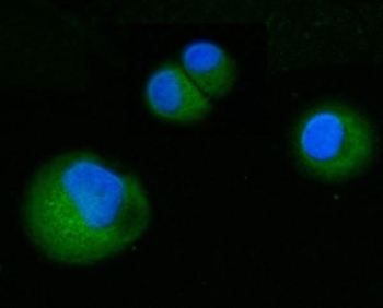 Immunofluorescent staining of FFPE human T-47D cells with Amiloride binding protein 1 antibody (green) and DAPI nuclear stain (blue). HIER: steam section in pH6 citrate buffer for 20 min.
