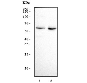 Western blot testing of human 1) Jurkat and 2) HepG2 cell lysate with ATE1 antibody. Predicted molecular weight ~59 kDa.