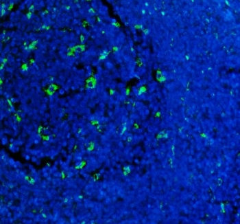 Immunofluorescent staining of FFPE human tonsil tissue with CD68 antibody (green) and DAPI nuclear stain (blue). HIER: steam section in pH8 EDTA buffer for 20 min.