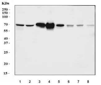 Western blot testing of 1) human HepG2, 2) human HCCT, 3) human HCCP, 4) human placenta, 5) rat liver, 6) rat RH35, 7) mouse liver and 8) mouse HEPA1-6 cell lysate with HPX antibody. Predicted molecular weight: 52-75 kDa depending on glycosylation level.