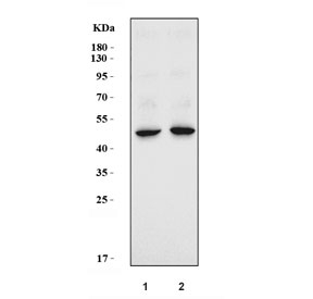 Western blot testing of 1) rat eye and 2) mouse eye lysate with Kera antibody. Predicted molecular weight ~41 kDa.