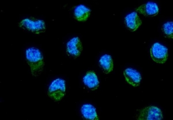 Immunofluorescent staining of FFPE human HeLa cells with MT-ND6 antibody (green) and DAPI nuclear stain (blue). HIER: steam section in pH6 citrate buffer for 20 min.