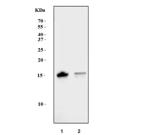 Western blot testing of human 1) K562 and 2) HeLa cell lysate with Interferon-induced transmembrane protein 1 antibody. Predicted molecular weight ~17 kDa.