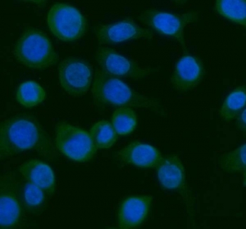 Immunofluorescent staining of FFPE human Caco-2 cells with Argonaute 1 antibody (green) and DAPI nuclear stain (blue). HIER: steam section in pH6 citrate buffer for 20 min.