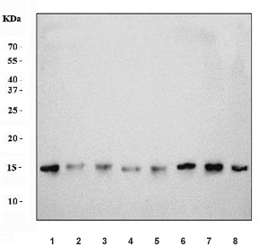 Western blot testing of 1) rat skeletal muscle, 2) rat brain, 3) rat stomach, 4) rat small intestine, 5) mouse skeletal muscle, 6) mouse brain, 7) mouse stomach and 8) mouse small intestine tissue lysate with COX4I1 antibody. Predicted molecular weight ~20 kDa.