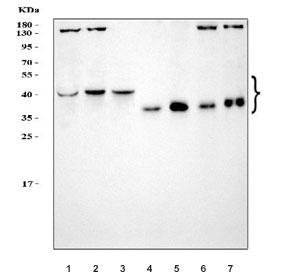 Western blot testing of 1) human HCCT, 2) human MOLT4, 3) human Jurkat, 4) rat thymus, 5) mouse thymus, 6) mouse RAW264.7 and 7) mouse ANA-1 cell lysate with CD1b antibody. The predicted molecular weight is ~37 kDa but is often observed higher due to glycosylation.
