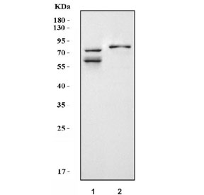 Western blot testing of 1) rat brain and 2) mouse brain tissue lysate with KCND1 antibody. Predicted molecular weight: ~71 kDa.