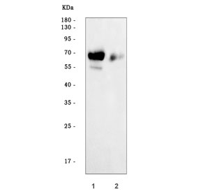 Western blot testing of human 1) HepG2 and 2) HCCP cell lysate with Alpha Fetoprotein antibody. Predicted molecular weight: ~70 kDa.