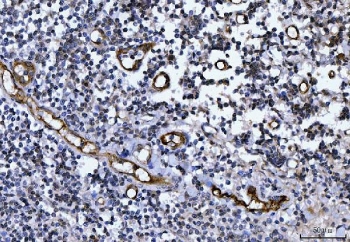 IHC staining of FFPE human tonsil tissue with von Willebrand Factor antibody. HIER: boil tissue sections in pH8 EDTA for 20 min and allow to cool before testing.