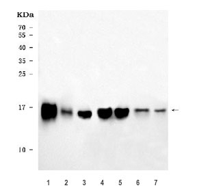 Western blot testing of 1) rat heart, 2) rat liver, 3) rat brain, 4) mouse heart, 5) mouse liver, 6) mouse brain and 7) mouse lung tissue lysate with COX5B antibody. Predicted molecular weight ~14 kDa.