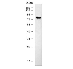 Western blot testing of mouse HEPA1-6 cell lysate with Slc22a1 antibody. Predicted molecular weight ~61 kDa but this glycoprotein may be observed at up to ~80 kDa.