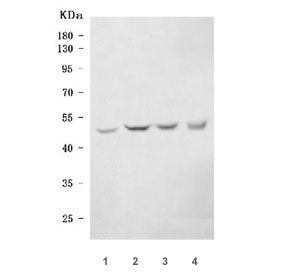 Western blot testing of 1) rat testis, 2) mouse testis, 3) mouse thymus and 4) mouse HEPA1-6 cell lysate with Ark-1 antibody. Predicted molecular weight ~45 kDa.
