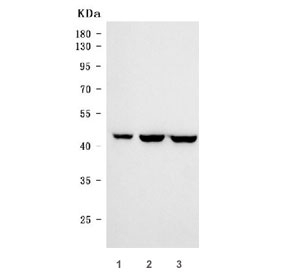 Western blot testing of human 1) SW620, 2) Caco-2 and 3) DLD1 cell lysate with CDX2 antibody. Predicted molecular weight: 33-40 kDa.
