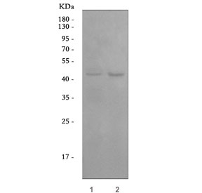 Western blot testing of human 1) HeLa and 2) A549 cell lysate with Angiopoietin-like 4 antibody. Expected molecular weight: 50-55 kDa.