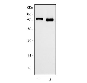 Western blot testing of human 1) HEL and 2) K562 cell lysate with Ankyrin-1 antibody. Predicted molecular weight ~206 kDa but can be observed at up to 246 kDa.