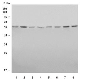 Western blot testing of human 1) HeLa, 2) 293T, 3) PANC-1, 4) Jurkat, 5) MOLT4, 6) Caco-2, 7) SH-SY5Y and 8) Daudi cell lysate with BAF60A antibody. Predicted molecular weight ~58 kDa, commonly observed at 58-60 kDa.