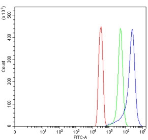 Flow cytometry testing of human SiHa cells with TMEM129 antibody at 1ug/million cells (blocked with goat sera); Red=cells alone, Green=isotype control, Blue= TMEM129 antibody.